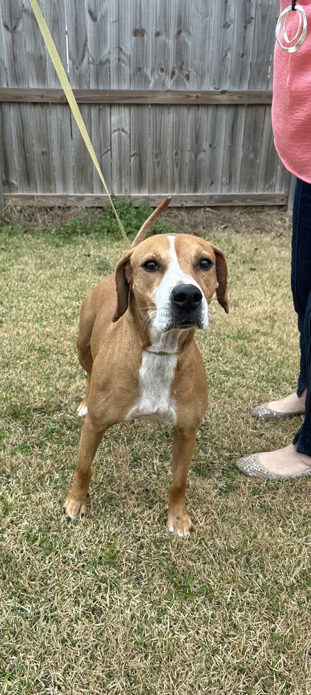 Remi, an adoptable Beagle in Dawson, GA, 31742 | Photo Image 4