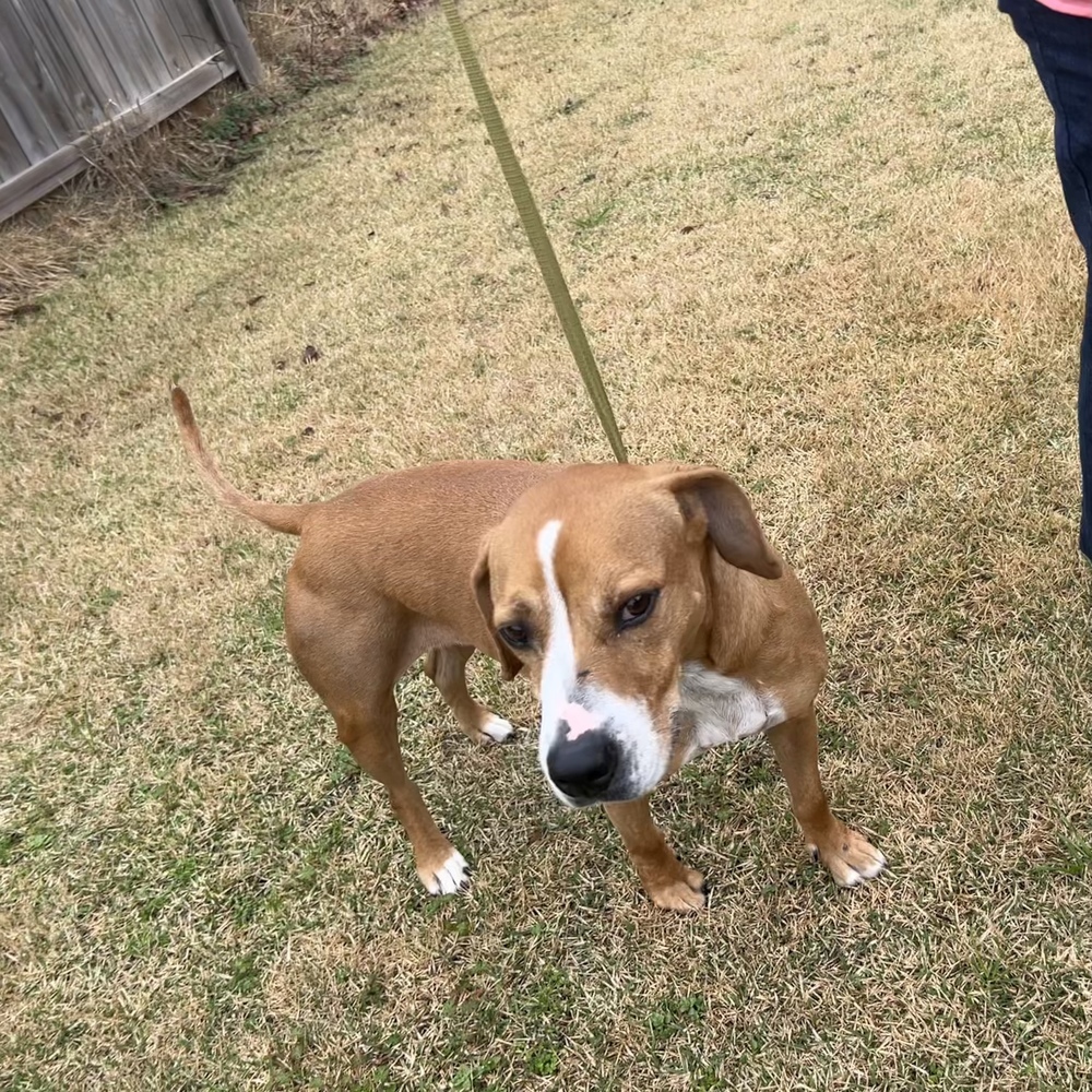 Remi, an adoptable Beagle in Dawson, GA, 31742 | Photo Image 5