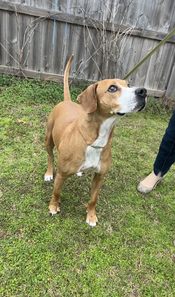 Remi, an adoptable Beagle in Dawson, GA, 31742 | Photo Image 6