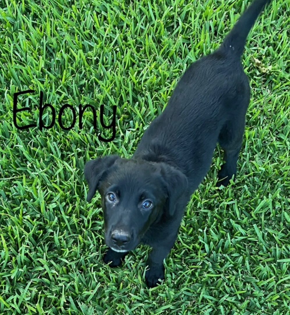 Ebony