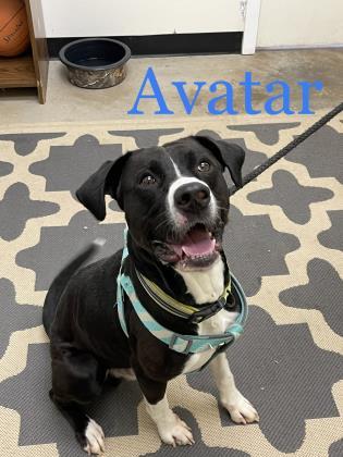 Avatar, an adoptable Retriever Mix in Cumberland, MD_image-1