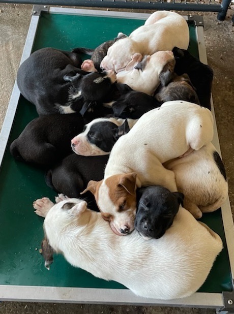 10 pb mix puppies