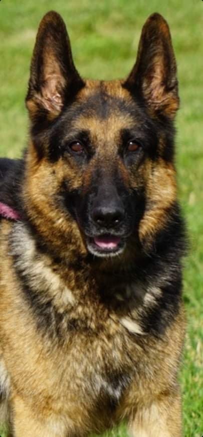 Beast, an adoptable German Shepherd Dog in Goodlettsville, TN, 37070 | Photo Image 1