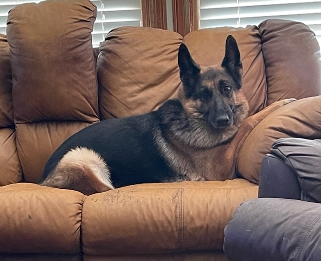 Beast, an adoptable German Shepherd Dog in Goodlettsville, TN, 37070 | Photo Image 2