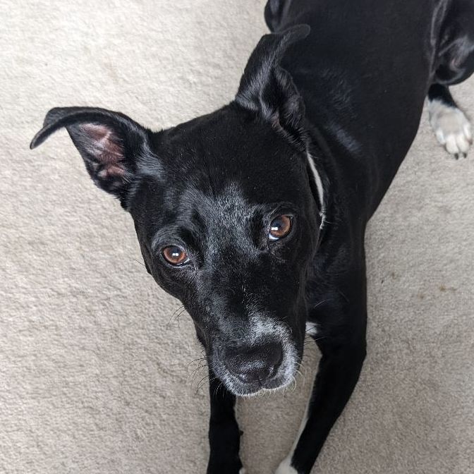 Millie, an adoptable Labrador Retriever & Retriever Mix in Minneapolis, MN_image-1