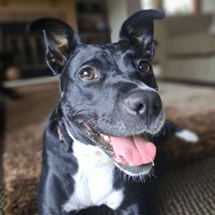 Millie, an adoptable Labrador Retriever & Retriever Mix in Minneapolis, MN_image-2