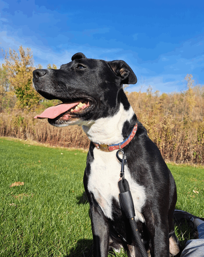 Millie, an adoptable Labrador Retriever & Retriever Mix in Minneapolis, MN_image-3