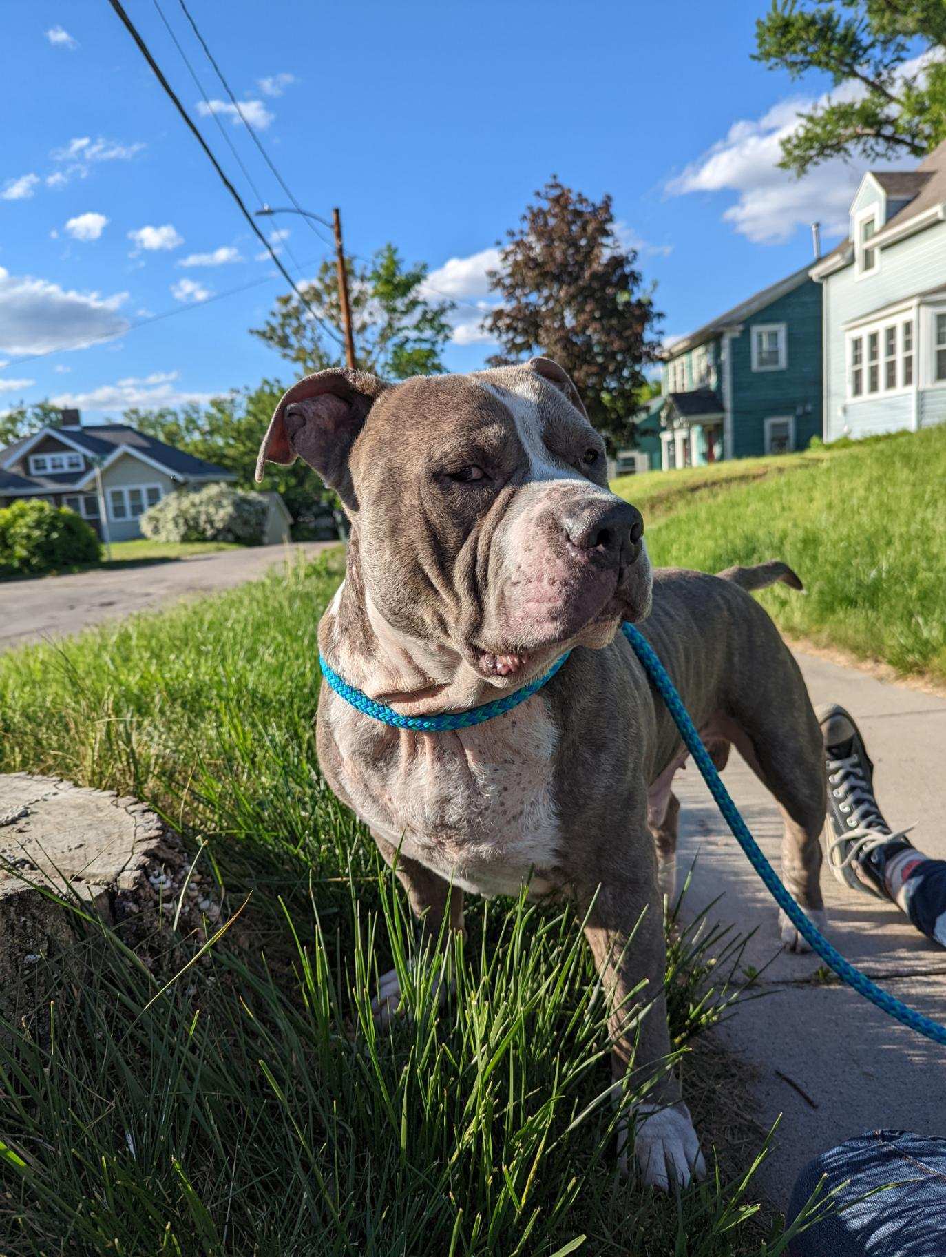 Oscar, an adoptable Pit Bull Terrier in Cedar Rapids, IA, 52405 | Photo Image 1