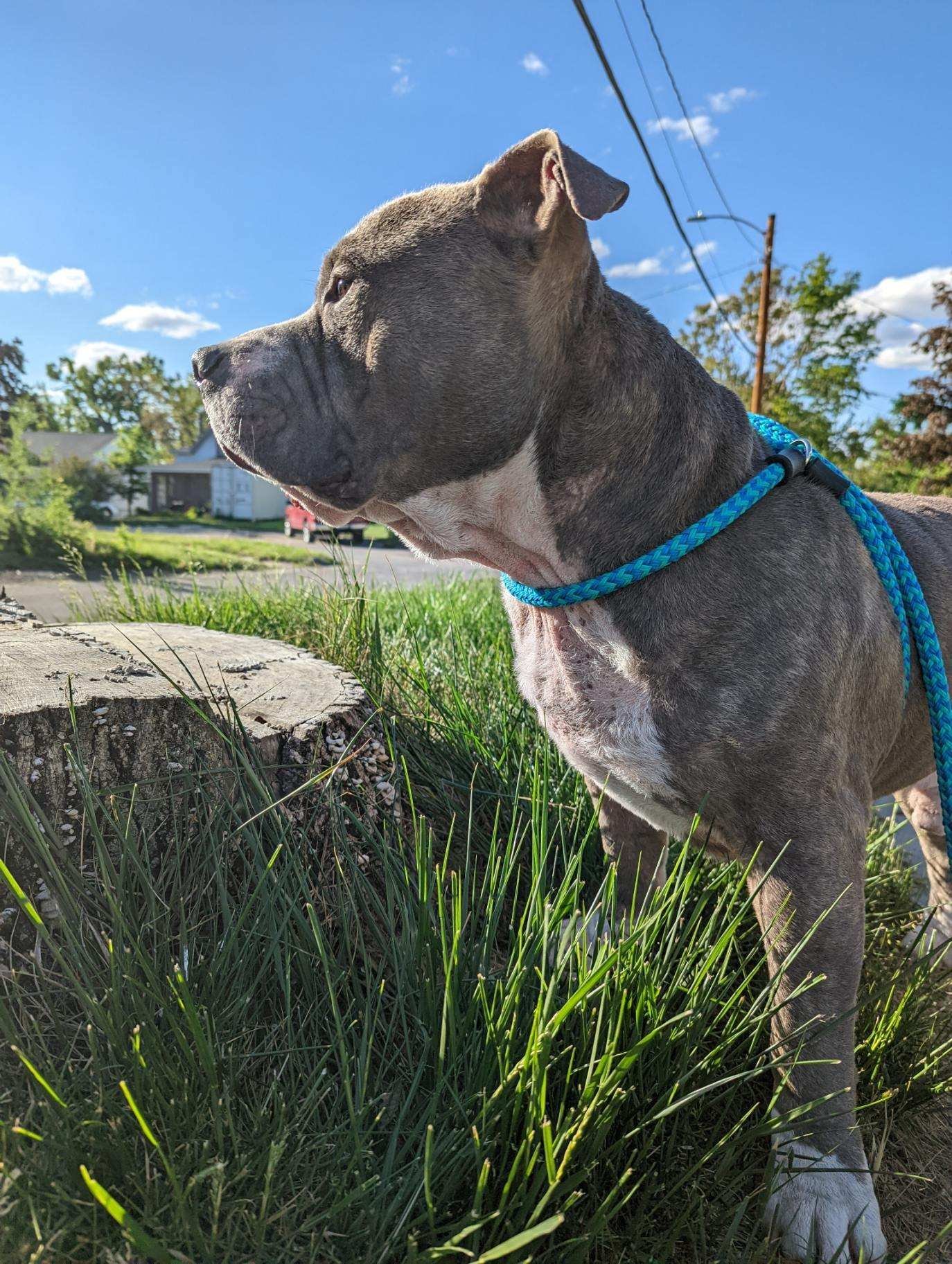Oscar, an adoptable Pit Bull Terrier in Cedar Rapids, IA, 52405 | Photo Image 2
