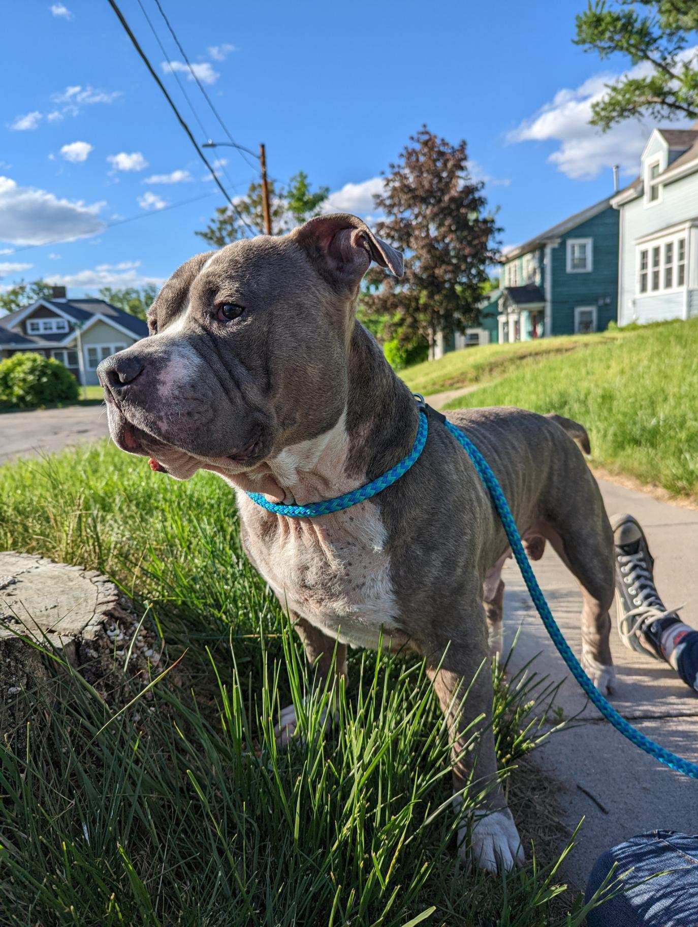 Oscar, an adoptable Pit Bull Terrier in Cedar Rapids, IA, 52405 | Photo Image 3