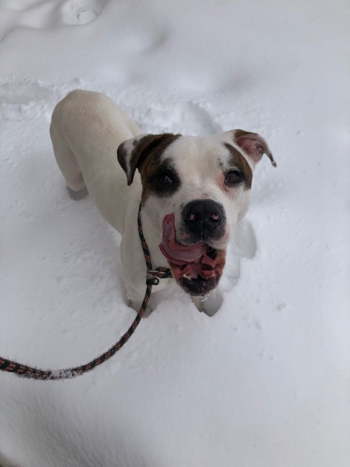 HERCULES, an adoptable Pit Bull Terrier & Boxer Mix in Wintersville, OH_image-6