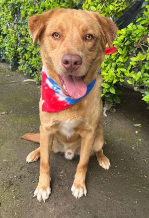 Meet RYDER This handsome boy is 2 years old Australian ShepherdLabrador mix RYDER loves to go on