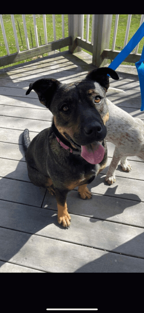 Laylo  , an adopted German Shepherd Dog & Rottweiler Mix in White Lake, MI_image-4