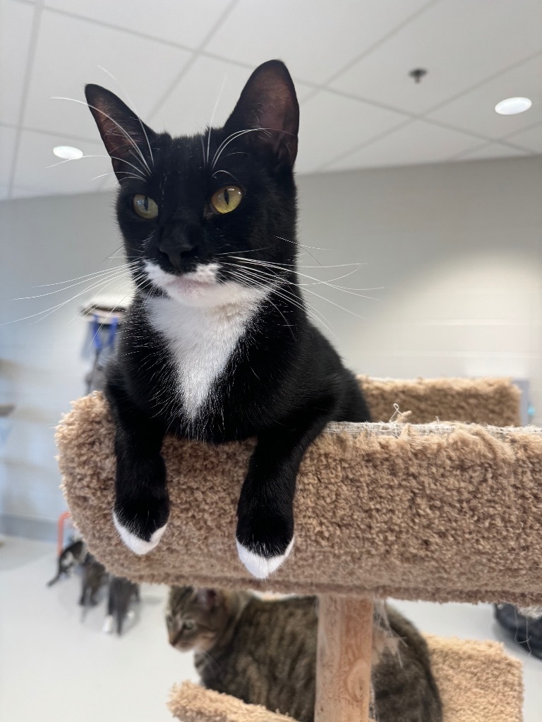 Cosmos, an adoptable Domestic Short Hair in Dalton, GA, 30721 | Photo Image 1