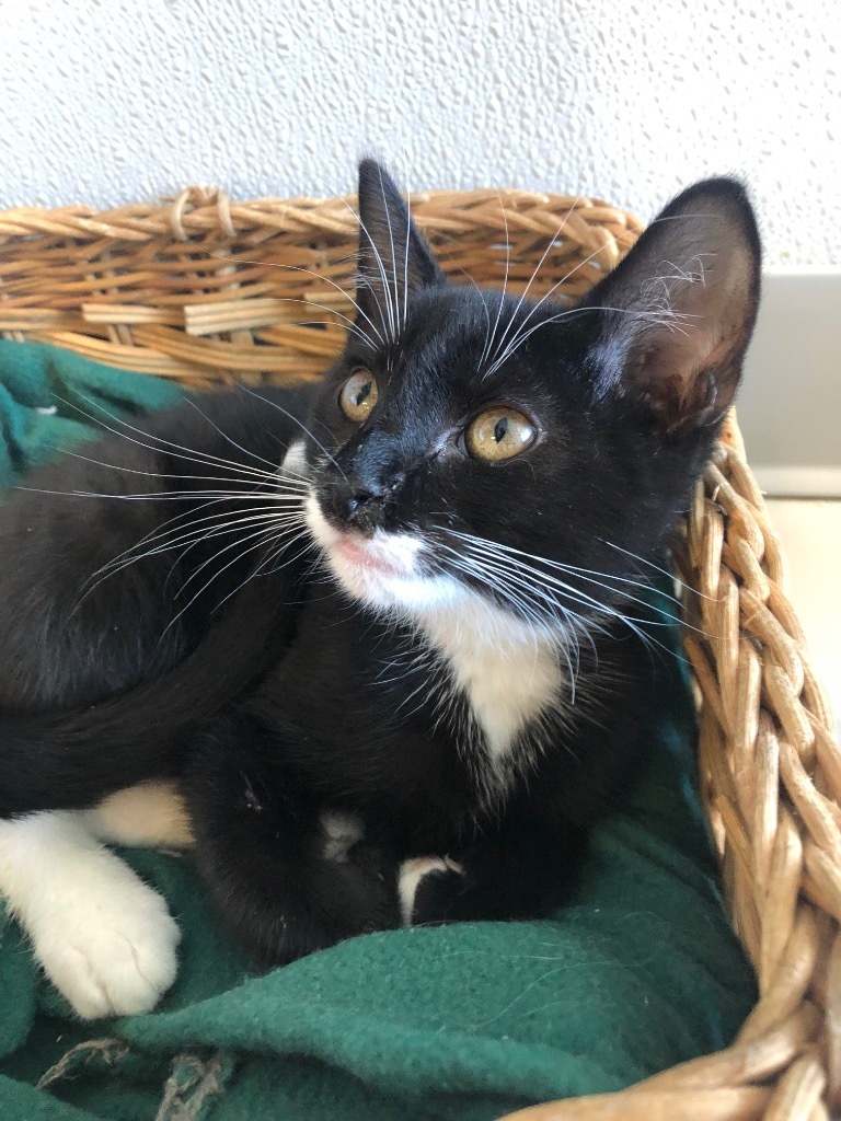 Cosmos, an adoptable Domestic Short Hair in Dalton, GA, 30721 | Photo Image 2