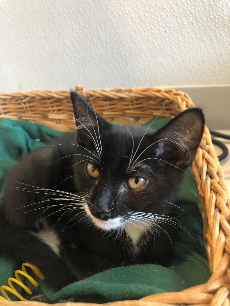 Cosmos, an adoptable Domestic Short Hair in Dalton, GA, 30721 | Photo Image 3