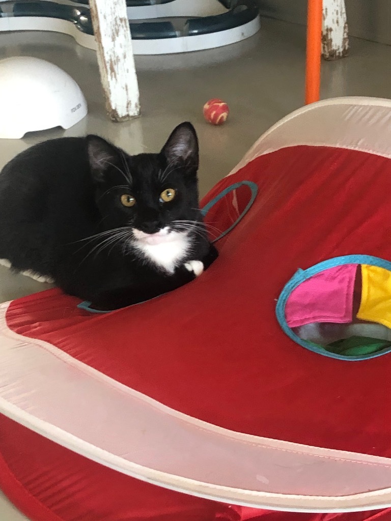 Cosmos, an adoptable Domestic Short Hair in Dalton, GA, 30721 | Photo Image 6