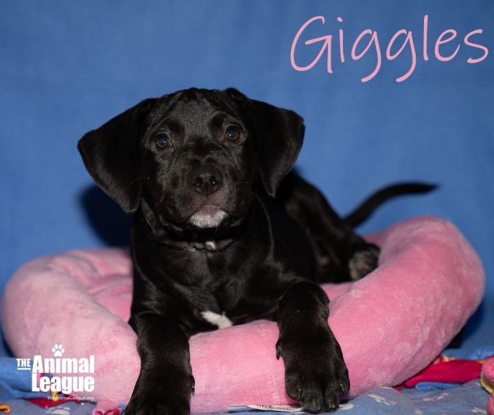 Giggles, an adopted Great Dane & Labrador Retriever Mix in Clermont, FL_image-1