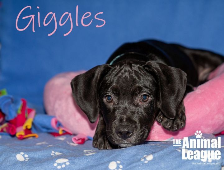 Giggles, an adopted Great Dane & Labrador Retriever Mix in Clermont, FL_image-2