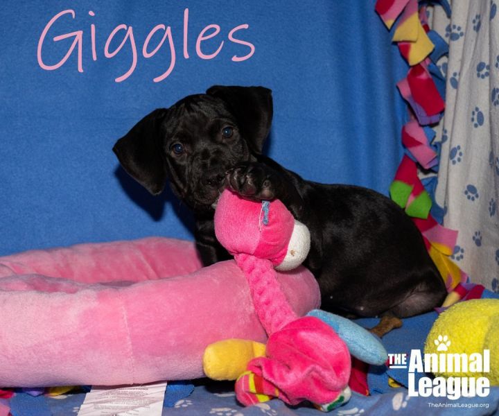 Giggles, an adopted Great Dane & Labrador Retriever Mix in Clermont, FL_image-3
