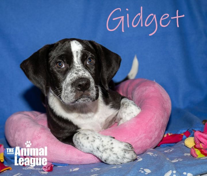 Gidget, an adopted Great Dane & Labrador Retriever Mix in Clermont, FL_image-1