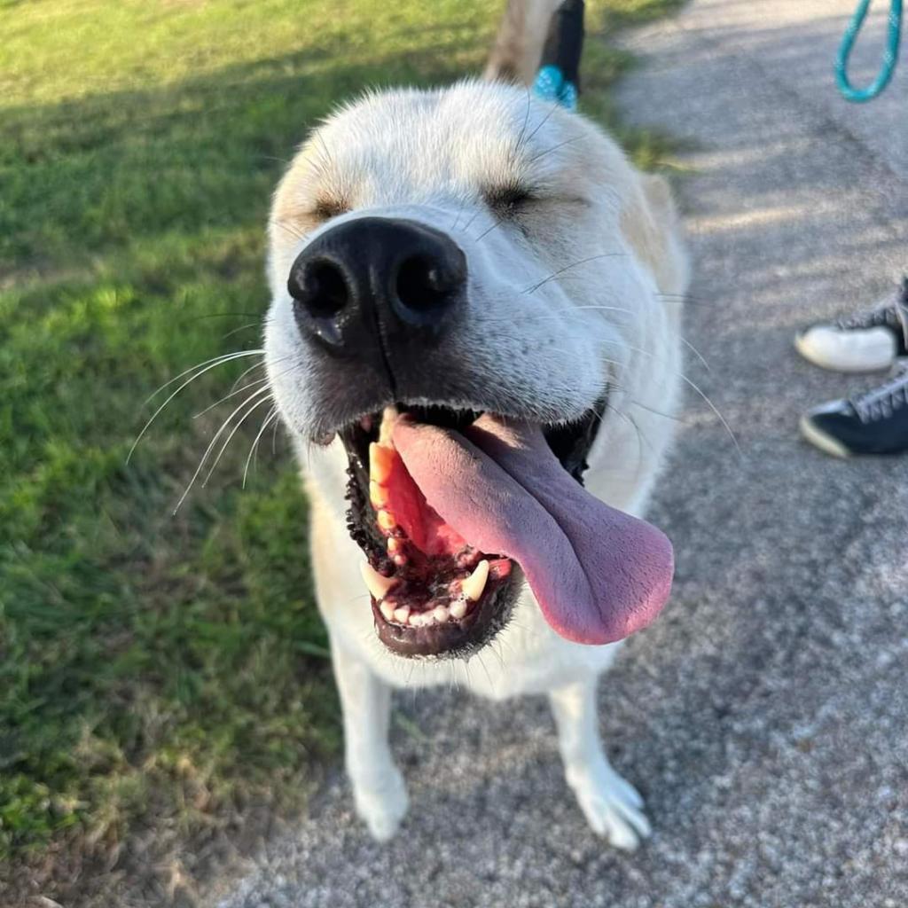 Tobi, an adoptable Husky in Houston, TX, 77070 | Photo Image 1