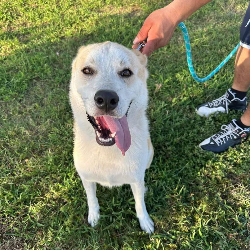 Tobi, an adoptable Husky in Houston, TX, 77070 | Photo Image 2