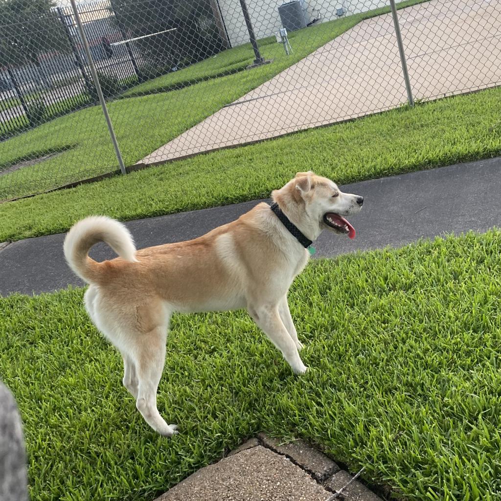 Tobi, an adoptable Husky in Houston, TX, 77070 | Photo Image 3