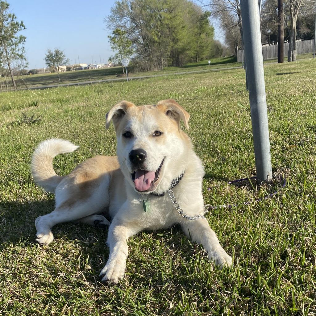 Tobi, an adoptable Husky in Houston, TX, 77070 | Photo Image 4