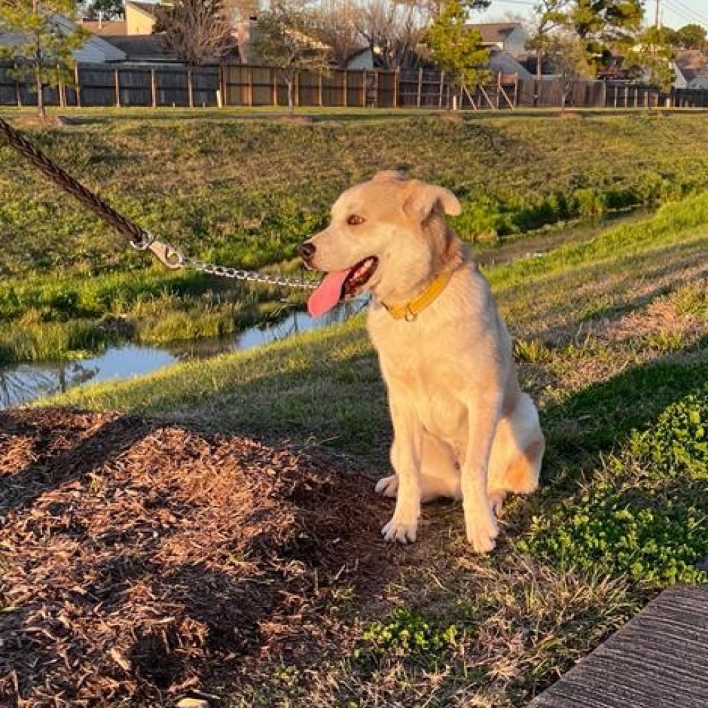 Tobi, an adoptable Husky in Houston, TX, 77070 | Photo Image 5
