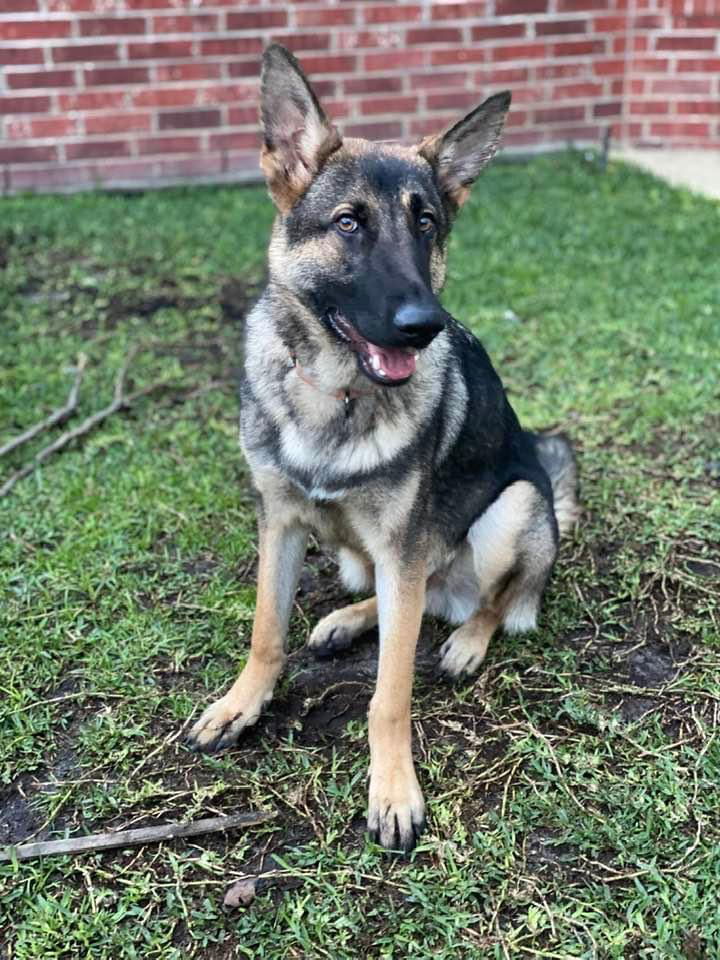 HARIBO, an adoptable German Shepherd Dog in Katy, TX, 77494 | Photo Image 2