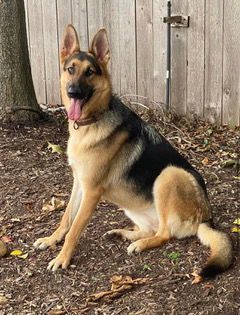 HONOR, an adoptable German Shepherd Dog in Katy, TX, 77494 | Photo Image 1