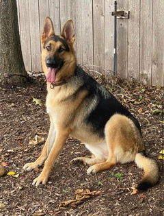 HONOR, Adult Female unknown