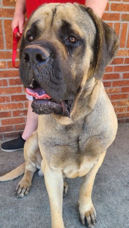 Castle, an adopted Mastiff in Lenoir, NC_image-1
