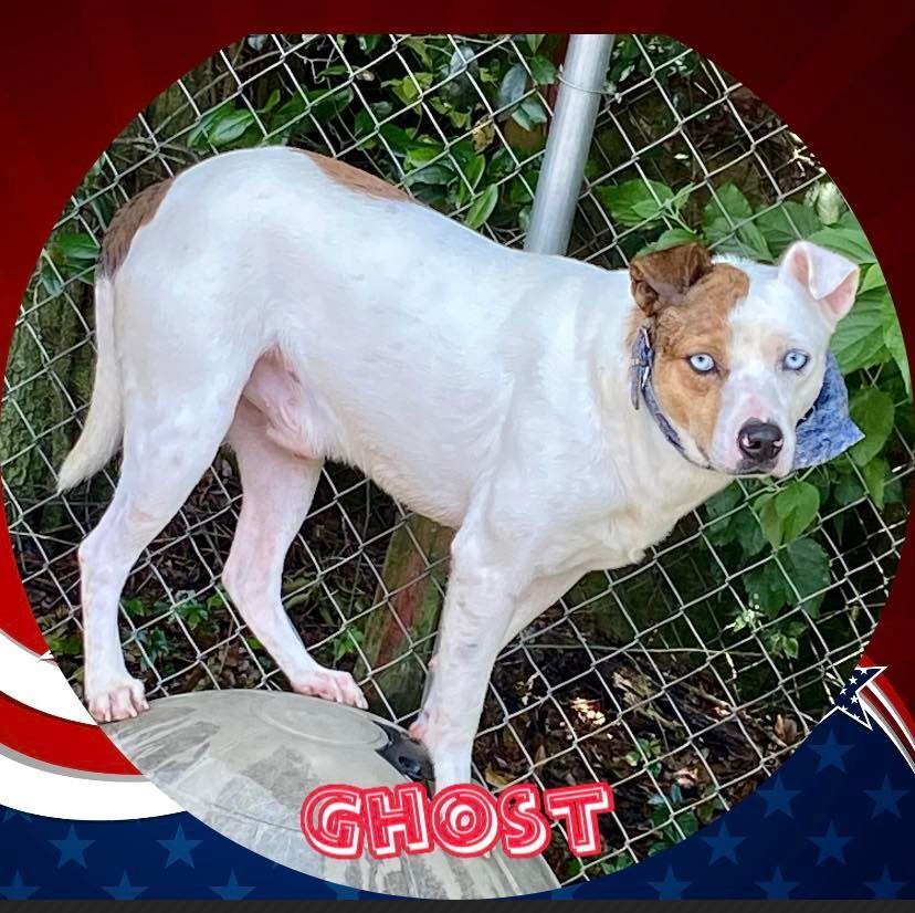 Ghost, an adoptable Parson Russell Terrier in Enterprise, AL, 36330 | Photo Image 2