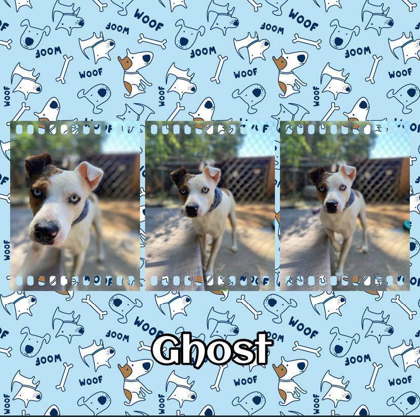 Ghost, an adoptable Parson Russell Terrier in Enterprise, AL, 36330 | Photo Image 3