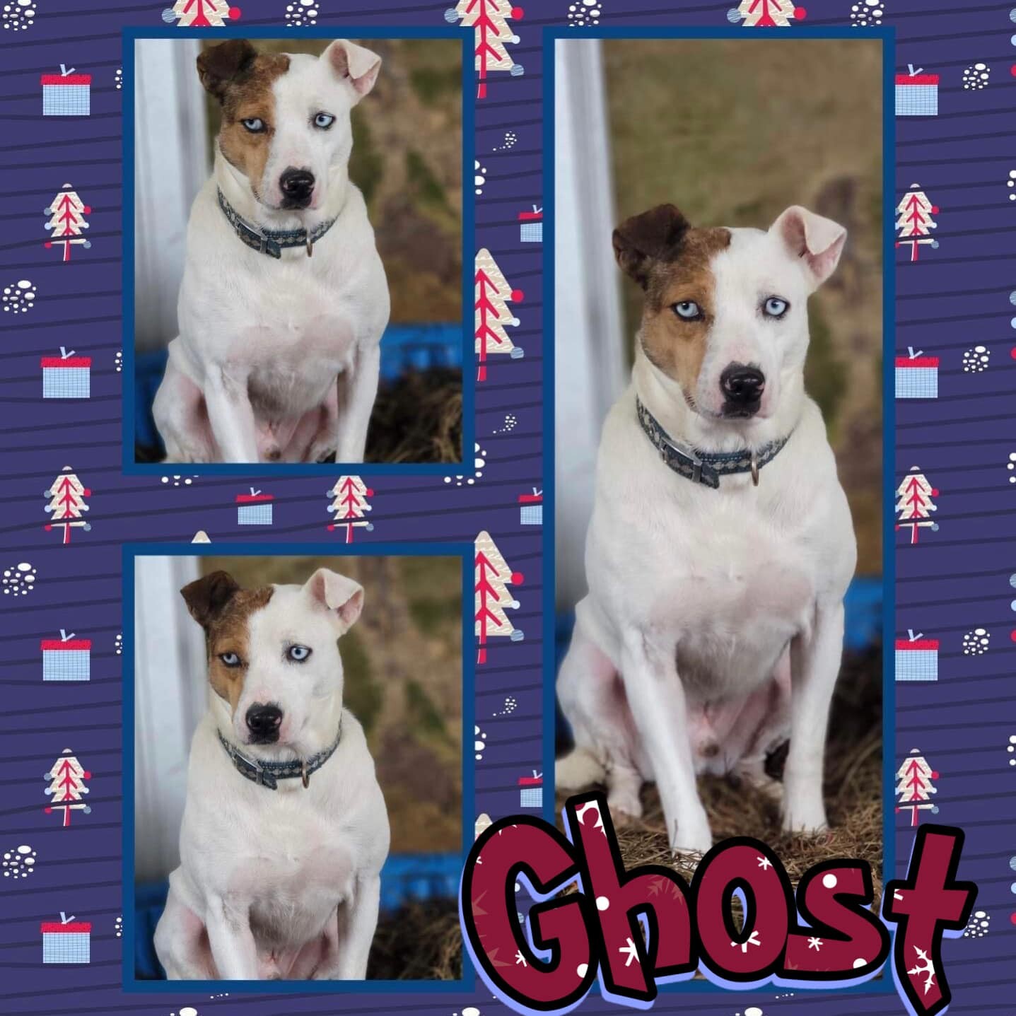 Ghost, an adoptable Parson Russell Terrier in Enterprise, AL, 36330 | Photo Image 1