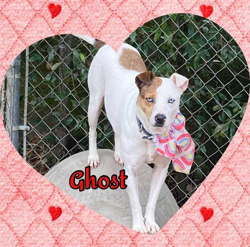 Ghost, an adoptable Parson Russell Terrier in Enterprise, AL, 36330 | Photo Image 4