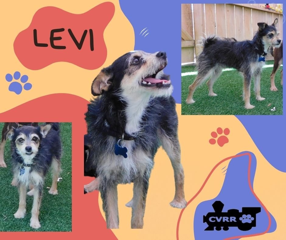 Levi