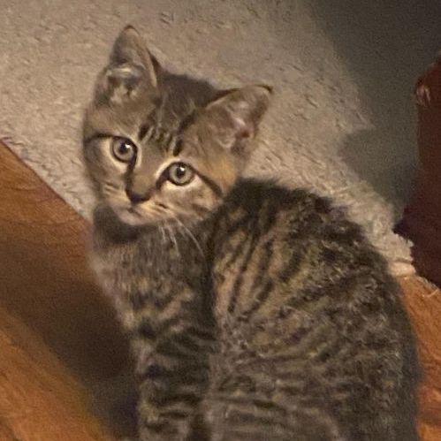 Brody (House Kittens)