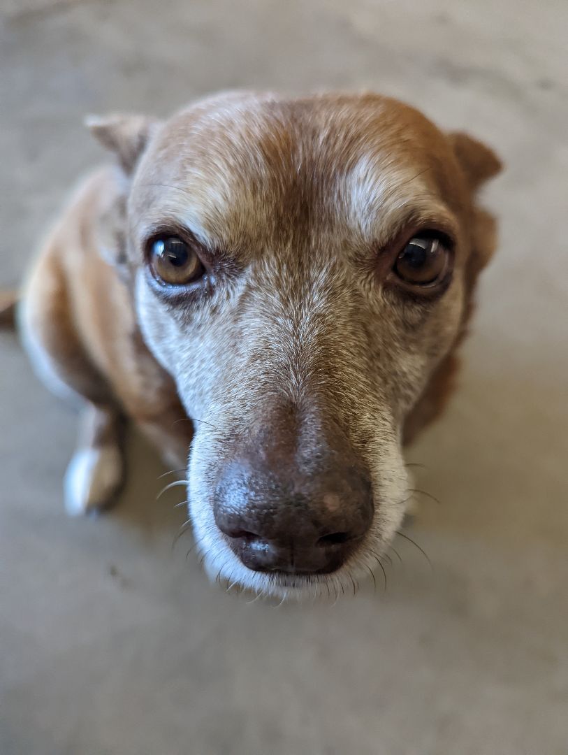 Myrtle, an adoptable Corgi in Dewey, AZ, 86327 | Photo Image 2