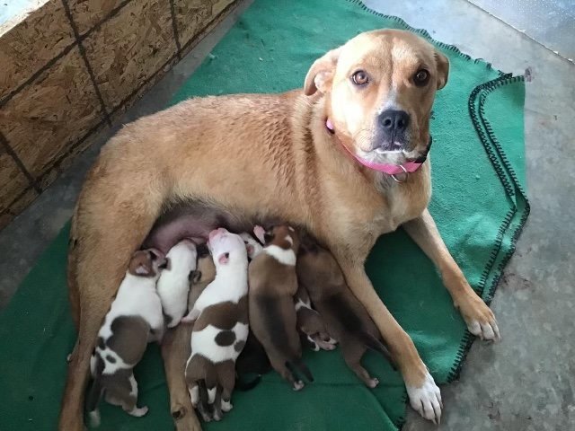 MOM & NEW BABIES-FOSTER NEEDED