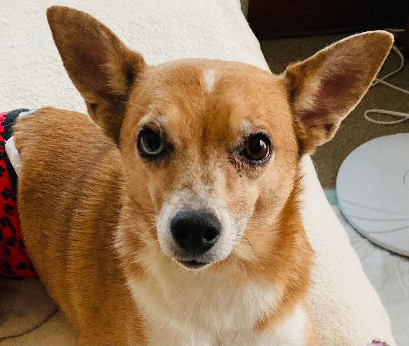 Carson, an adoptable Terrier in Beloit, WI, 53511 | Photo Image 1