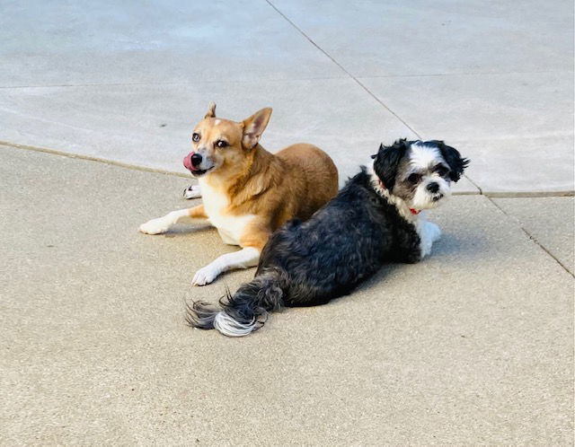 Carson, an adoptable Terrier in Beloit, WI, 53511 | Photo Image 2