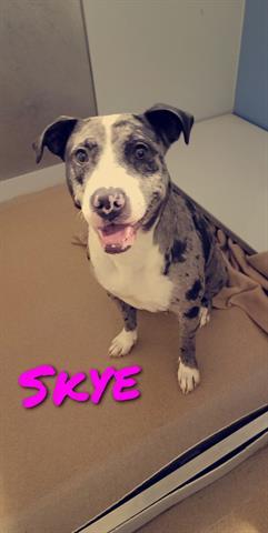 SKYE