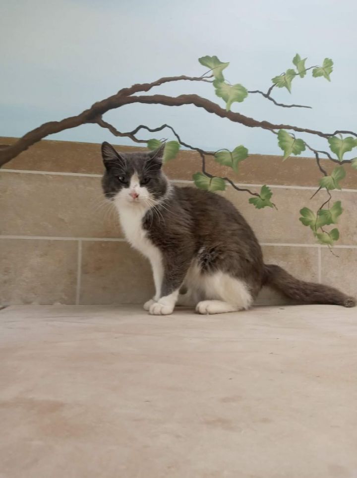 Picaso, an adopted Domestic Short Hair Mix in Neillsville, WI_image-3