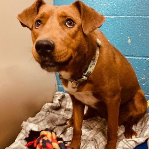 Kendal, an adoptable Chocolate Labrador Retriever in Taos, NM, 87571 | Photo Image 1