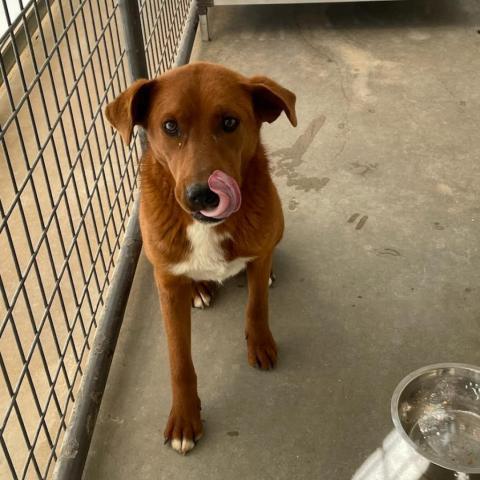 Kendal, an adoptable Chocolate Labrador Retriever in Taos, NM, 87571 | Photo Image 3
