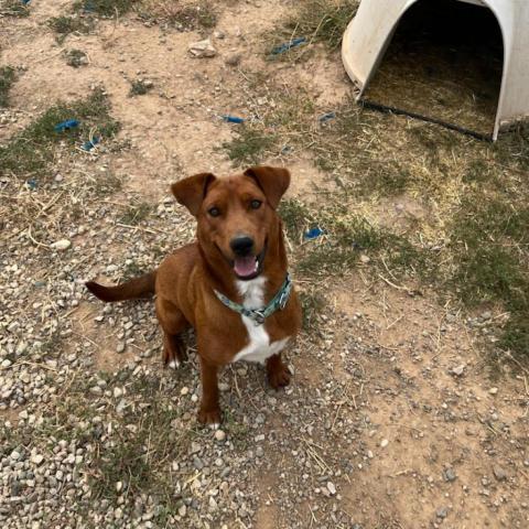 Kendal, an adoptable Chocolate Labrador Retriever in Taos, NM, 87571 | Photo Image 4