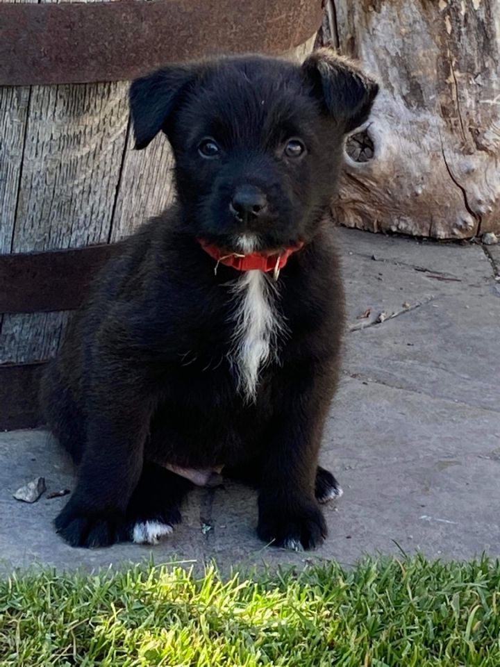Gizmo , an adoptable Mixed Breed in Saskatoon, SK_image-2